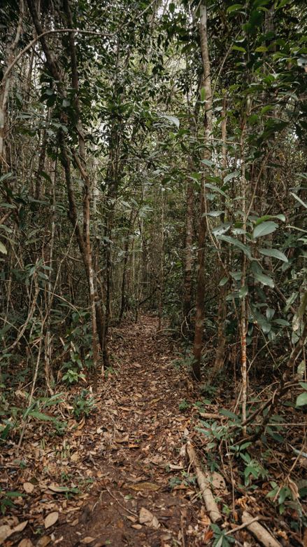 Trilha fechada da mata atlântica