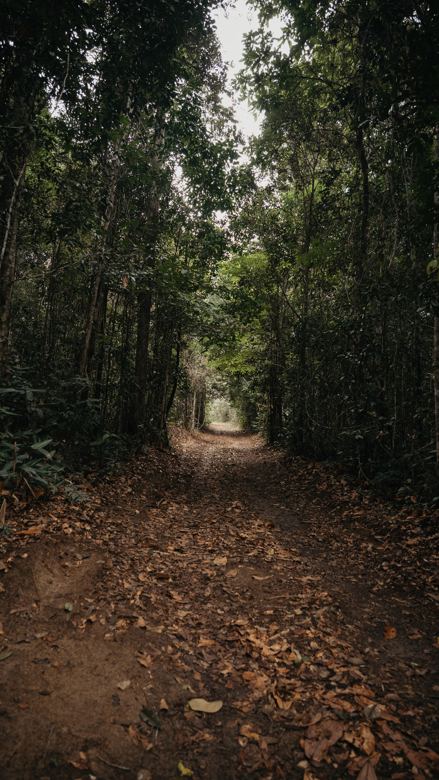 Túnel verde na trilha do parque